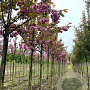 Prunus ser. 'Kanzan' 10-12 HO draadkluit