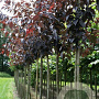 Prunus ser. 'Royal Burgundy' 10-12 HO draadkluit