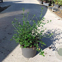 Ceanothus thyrsiflorus repens 40-50 cm 10L