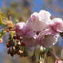 Prunus ser. 'Shôgetsu' 14-16 HO draadkluit