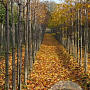 Prunus yedoensis 10-12 HO draadkluit