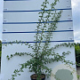 Crataegus monogyna 150-175 cm 7,5L Gestokt
