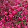 Euonymus alatus 125-150 cm cont. 90L extra