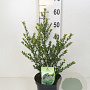 Ilex crenata 'Green Hedge' 100-125 cm cont. 55L bonsai
