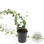 Hedera helix plantgoed P9 met stok