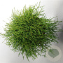 Chamaecyparis p. 'Filifera Nana' 40-50 cm 7,5L