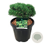 Pinus mugo 'Heideperle' 40-50 cm 30L extra