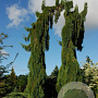 Sequoiadendron g. 'Pendulum' 170-200 cm cont. 55L extra