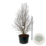 Magnolia loebneri 'Merrill' 250-300 cm cont. 285L solitair