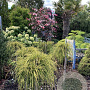 Thuja plicata 'Golden Whipcord' 40 cm stam 15L kroon 50-60