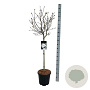 Magnolia stellata 80 cm stam 15L