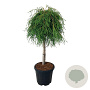 Thuja pl. 'Kager's Beauty' 80 cm stam 15L