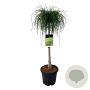 Thuja pl. 'Whipcord' 40 cm stam 5,0L