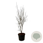 Cornus Aurora 225-250 cm cont. 90L Pir. op stam extra