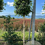 Betula pendula 'Magical Globe' 90 cm stam 15L