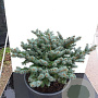 Picea pungens 'Glauca Globosa' 80 cm stam 15L kroon 50-60