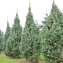 Picea pungens 'Iseli Fastigiate' 40-50 cm 7,5L
