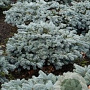 Picea pungens 'Karpaten' 60-80 cm 30L extra