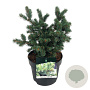 Picea pungens 'Lucky Strike' 30-40 cm 7,5L