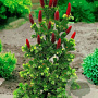 Picea pungens 'Lucky Strike' 60-80 cm 30L extra