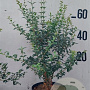 Osmanthus burkwoodii 60-80 cm 10L