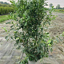 Prunus l. 'Herbergii' 90-100 cm cont. 90L bol extra