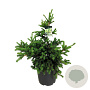 Picea pungens 'Lucky Strike' 60-80 cm 30L extra