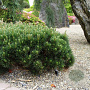 Pinus mugo pumilio 20-25 cm 3,0L