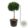 Pinus nigra nigra 100 cm stam cont. 230L kroon 90-100