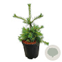 Pinus strobus 'Niagara Falls' 50-60 cm 15L