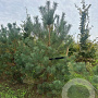 Pinus sylvestris 175-200 cm draadkluit