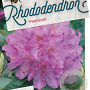 Rhododendron ponticum 60-80 cm 20L