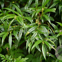 Sarcococca saligna 20-25 cm 2,0L
