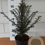 Taxus baccata 50-60 cm 4,0L