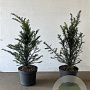 Taxus baccata 60-80 cm 7,5L