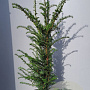 Taxus baccata 100-125 cm 15L