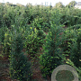 Taxus baccata 125-150 cm met kluit