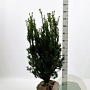 Taxus media 'Hicksii' 80-100 cm met kluit