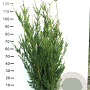 Taxus media 'Hillii' 100-120 cm met kluit
