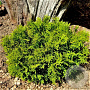 Thujopsis dolabrata 'Nana' 20-25 cm 3,0L