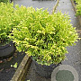 Thujopsis dolabrata 'Nana' 20-25 cm 3,0L