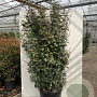 Elaeagnus ebbingei 100-125 cm 40L struik