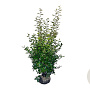 Elaeagnus ebbingei 125-150 cm met kluit