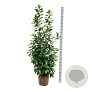 Prunus l. 'Novita' 175-200 cm met kluit