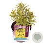 Euphorbia 'Ascot Rainbow' GM 2,0L