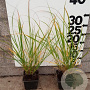 Pennisetum alopecuroides plantgoed P9