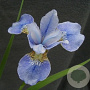Iris sib. 'Perry's Blue' GM P9