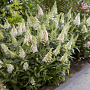 Buddleja dav. 'Candy Little White' ® 20-25 cm 2,0L