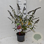 Buddleja dav. 'Flower Power' 30-40 cm 3,0L