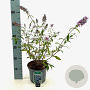 Buddleja d. 'Empire Blue' 40-50 cm 3,0L